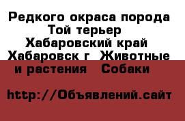 Редкого окраса порода Той-терьер - Хабаровский край, Хабаровск г. Животные и растения » Собаки   